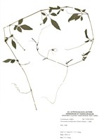 藏品(絞股藍)的圖片